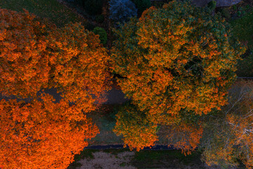 Aerial view of dense autumn trees in Riga Latvia, featuring golden, orange, and red hues. Green grass and a narrow pathway are faintly visible below.