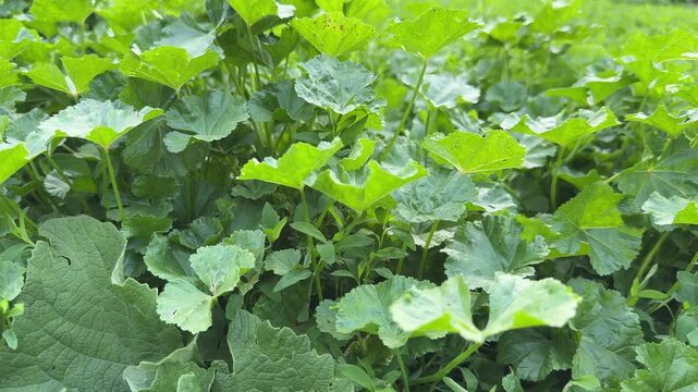 Leaves and stems of the dwarf mallow, bottom view