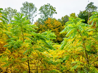 Wiederaufforstung im herbstlichen Mischwald