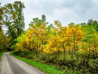 Fototapeta premium Wiederaufforstung im herbstlichen Mischwald