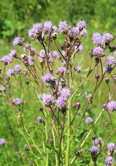 Thistle field (Cirsium arvense) grows and blooms among herbs