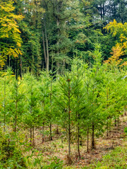 Obraz premium Wiederaufforstung im herbstlichen Mischwald