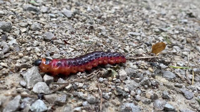 Goat Moth Caterpillar, Cossus cossus, Crawling on the Ground in Macro Close-Ups