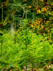 Wiederaufforstung im herbstlichen Mischwald