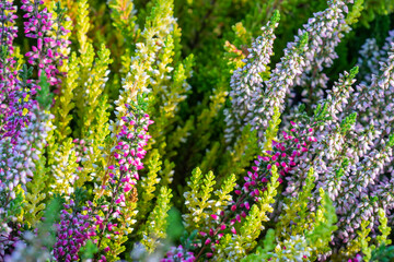 Flowering calluna vulgaris in colorful variations