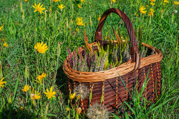 A wicker basket full of colorful calluna vulgaris stands among meadow grass blades and yellow flowers
