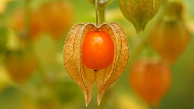 Physalis Plant with Orange Fruit - A close-up shot showcases a vibrant orange physalis fruit encased within its papery husk.