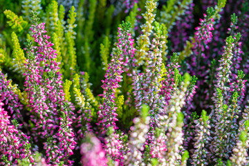 Colorful heather (calluna) blooms in late summer