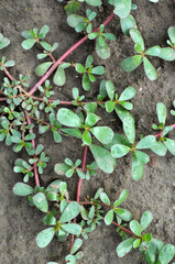 In the soil, like a weed grows purslane (Portulaca oleracea)