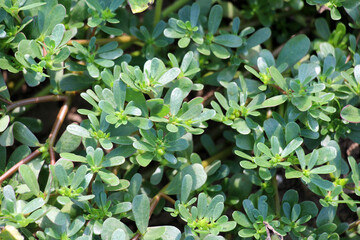 In the soil, like a weed grows purslane (Portulaca oleracea)