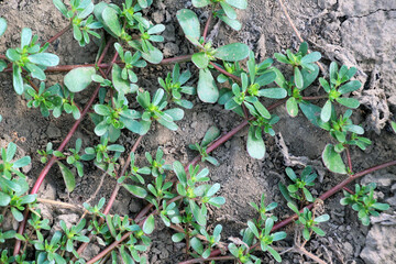 In the soil, like a weed grows purslane (Portulaca oleracea)