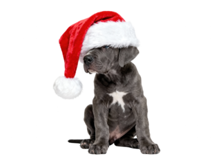 Great Dane Puppy in Santa Hat, Isolated on White. Christmas Dog.