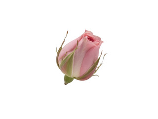Elegant Pink Rose Bud Isolated on White