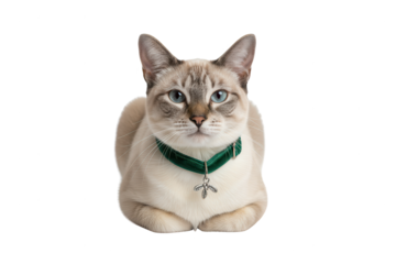 Elegant Siamese Cat with Green Velvet Collar Isolated on White