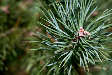 Close-up of pine needles with small brown buds on a branch in natural forest light