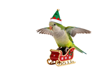 Festive parrot wearing a holiday elf hat perches on a miniature red sleigh with wings spread against a clean white background, celebrating the season.
