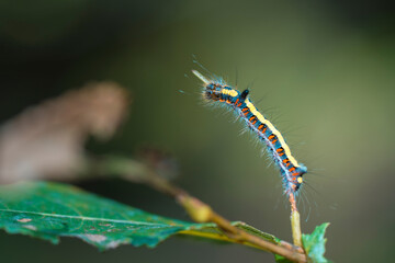 a disgusting and very hairy caterpillar on a branch
