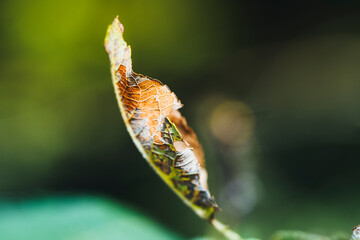 dry yellowed autumn leaf on a branch
