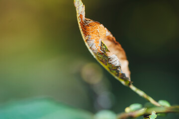 dry yellowed autumn leaf on a branch