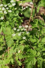 Chaerophyllum temulum grows in nature