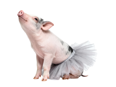 Cute Piglet in Tutu on White Background
