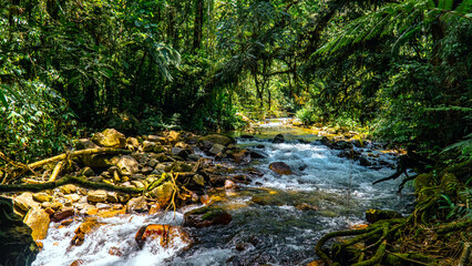 River Waterfall Tropical Rain Forest Hiking Trail In Brazil South America Green Nature With Trees And Plants Jungle Adventure Landscape And Natural Environment Wild Life