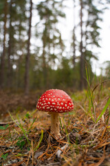 A vibrant red fly agaric mushroom with white spots (Amanita muscaria) stands out against the soft-focus background of a pine forest floor