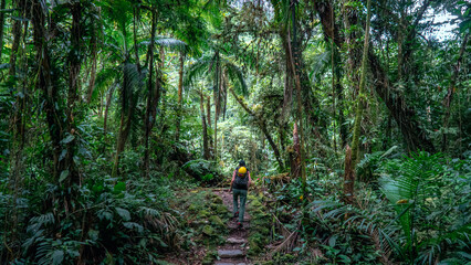 Tropical Rain Forest Hiking Trail In Brazil South America Green Nature With Trees And Plants Jungle Adventure Landscape And Natural Environment Wild Life © Pedro