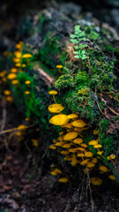 Mushrooms Tropical Rain Forest Hiking Trail In Brazil South America Green Nature With Trees And Plants Jungle Adventure Landscape And Natural Environment Wild Life