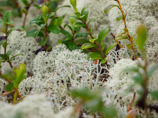 Cladonia rangiferina, also known as reindeer cup lichen, reindeer lichen  or grey reindeer lichen, is a light-colored fruticose, cup lichen species in the family Cladoniaceae. That one found in Sweden
