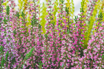 Morning dew on colorful calluna flowers