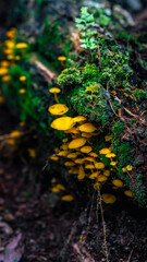 Tropical Rain Forest Hiking Trail In Brazil South America Green Nature With Trees And Plants Jungle Adventure Landscape And Natural Environment