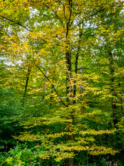 Fototapeta premium Herbstlich gefärbtes Laub