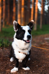A Happy Corgi joyfully enjoying its time in a picturesque forest setting, surrounded by nature