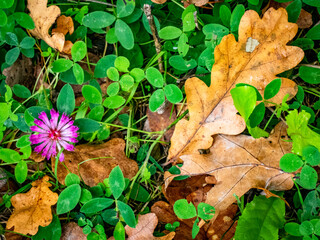 Herbstlich gefärbtes Laub