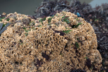Honeycomb worms  or Sabellaria alveolata