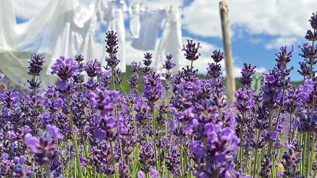 Lavender Scented Laundry. A reveal shot connecting fragrant lavender flowers with clean linen, representing natural fabric softeners and aromas.
