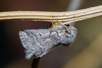 Selective focus on Processionary Moth, genus Thaumetopoea