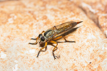 Selective focus on a robber fly, genus neomochtherus