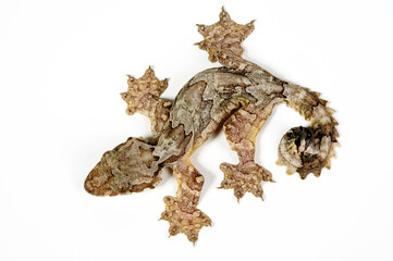 Kuhls Faltengecko // Kuhl's flying gecko (Ptychozoon kuhli) 