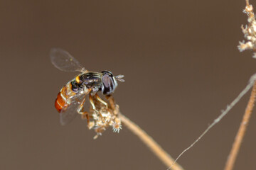 Selective focus on Grass Skimmer Fly, Paragus Quadrifasciatus
