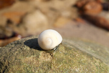 White Periwinkle Snail Shell on Wet Coastal Rock Close-up