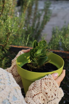 Mani femminili che tengono un vaso verde con una pianta succulenta. Immagine che trasmette cura, natura e tranquillit&agrave;, perfetta per concetti di sostenibilit&agrave;, casa e benessere.