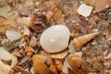 Smooth White Clamshell on a Beach Mixture of Shells and Coral Fragments