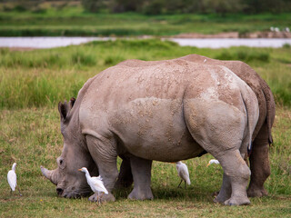 Fototapeta premium Africa