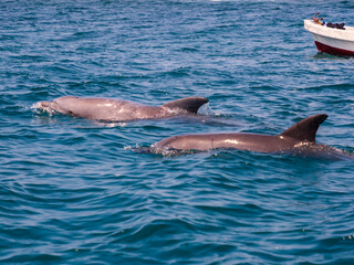 Fototapeta premium africa