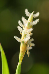 Close-up of Grass Flower Head with Fuzzy White Pollen Filaments