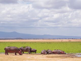africa