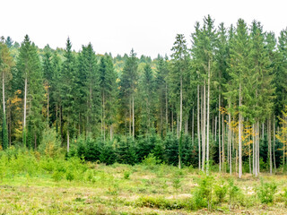 Fototapeta premium Wiederaufforstung im herbstlichen Mischwald