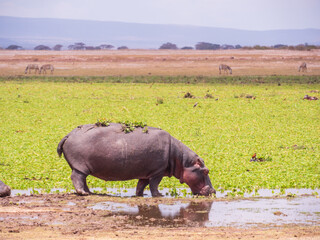 africa